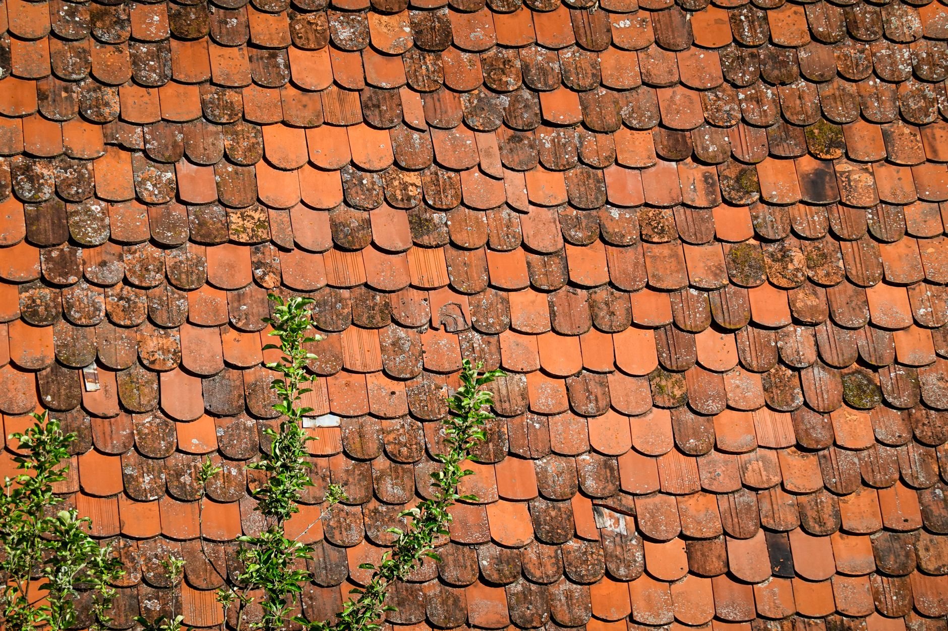 Close-up of rustic roof tiles covered in natural moss texture